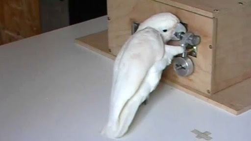 cockatoo